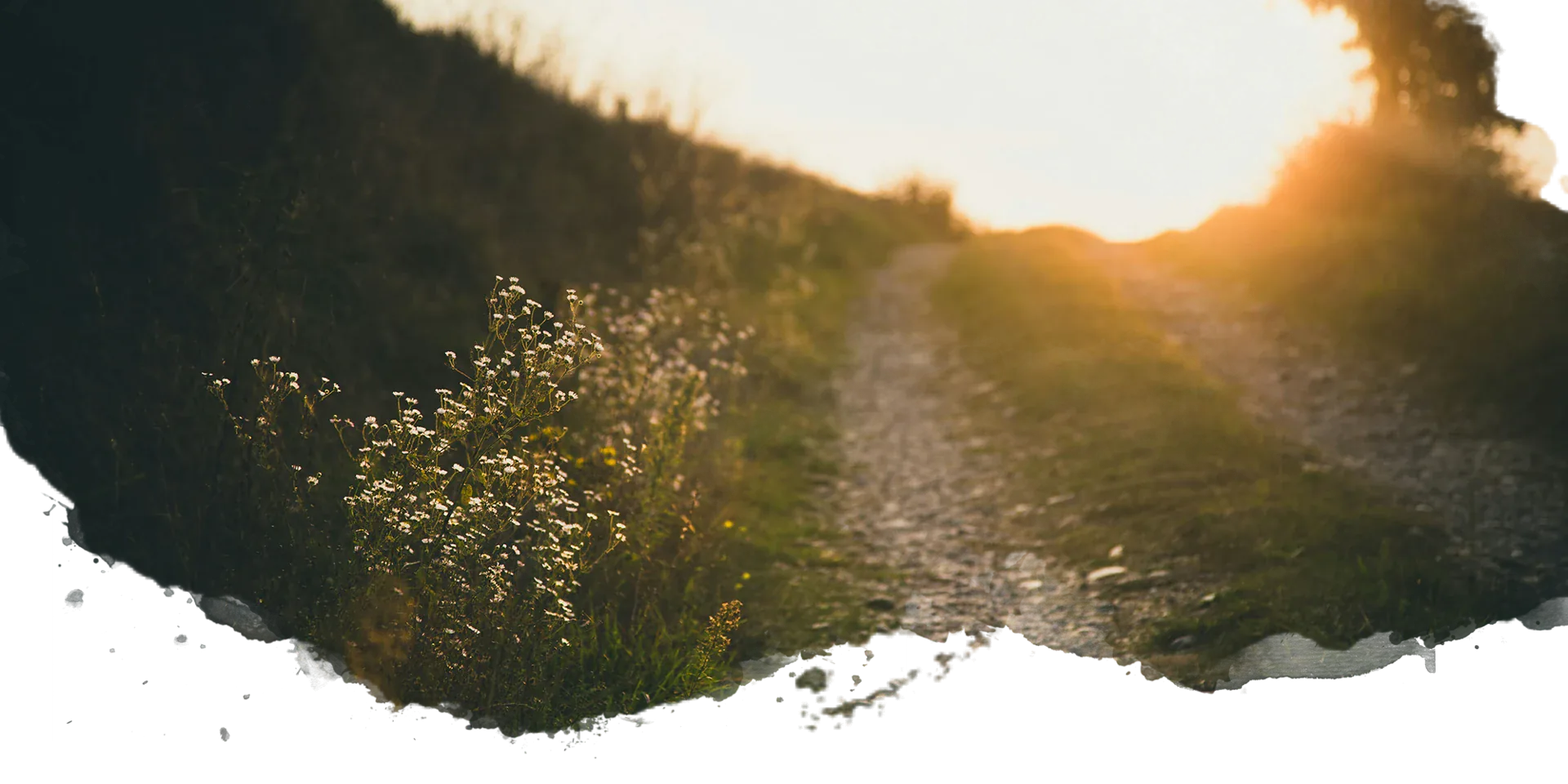 Un chemin dans la nature au soleil couchant